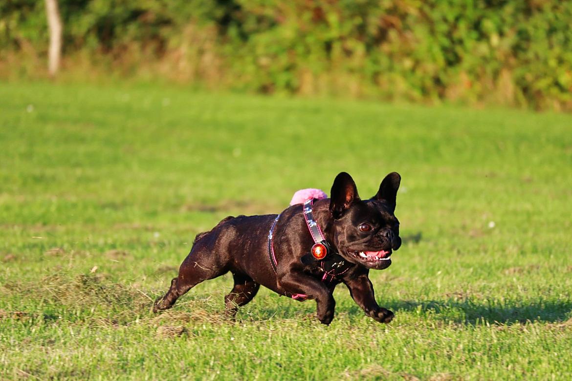 Fransk bulldog Sia billede 9