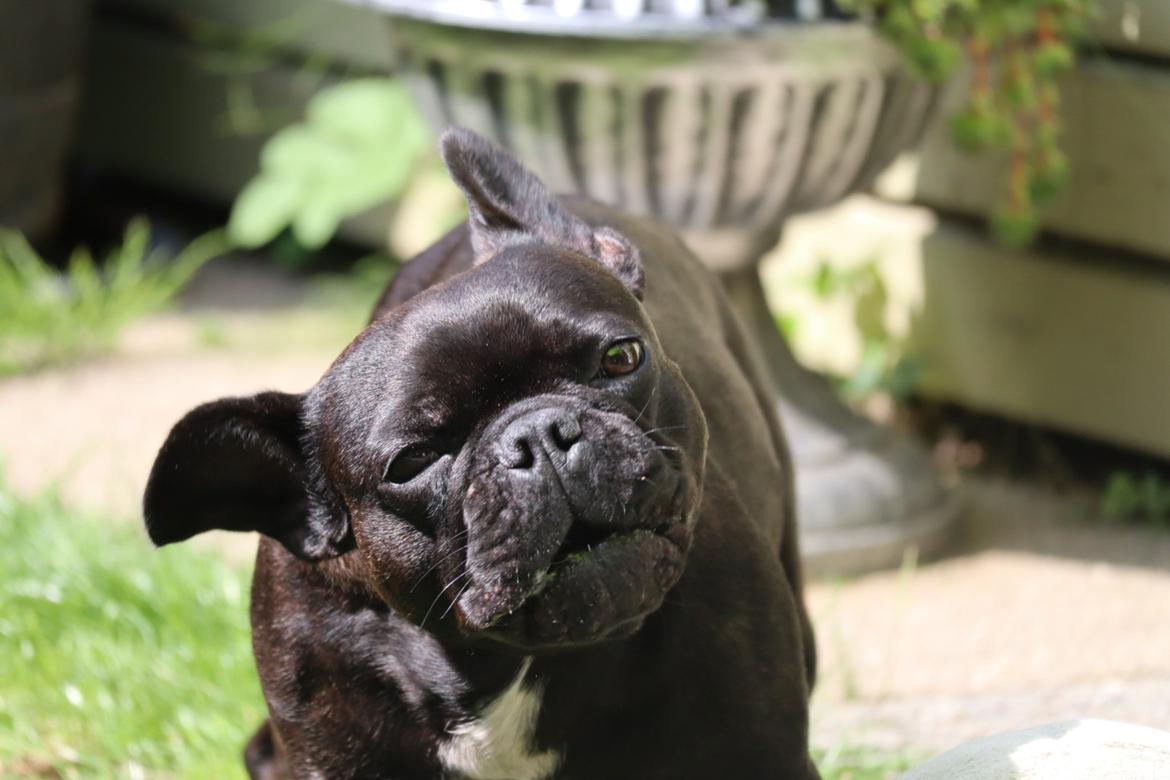 Fransk bulldog Sia billede 11