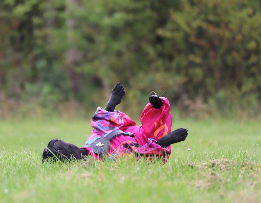 Fransk bulldog Sia billede 13