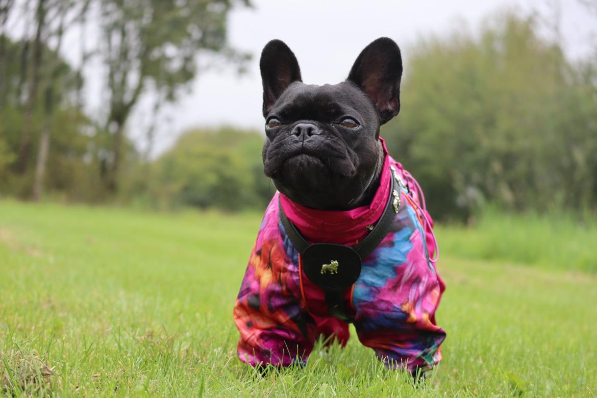 Fransk bulldog Sia billede 14