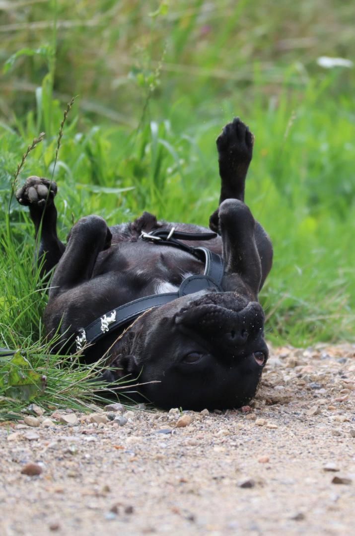 Fransk bulldog Sia billede 15