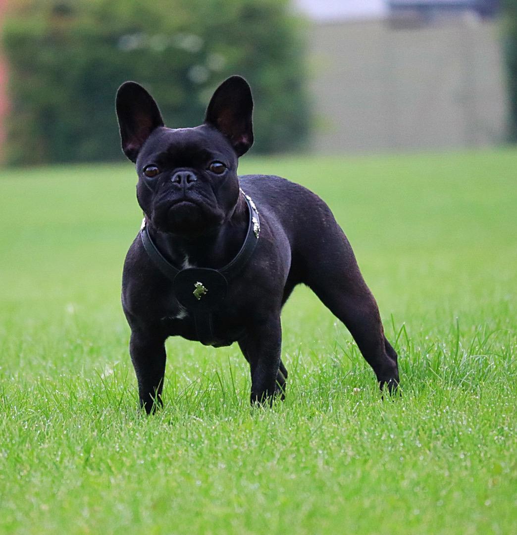 Fransk bulldog Sia billede 16