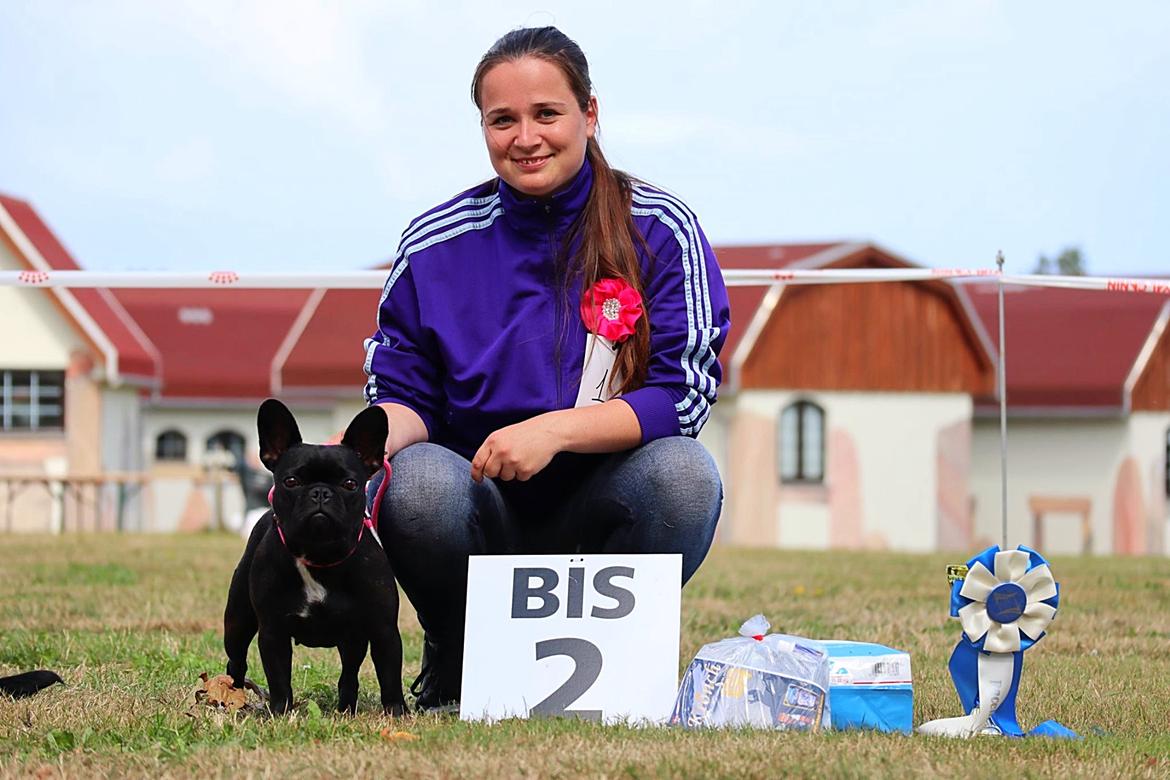 Fransk bulldog Sia billede 17