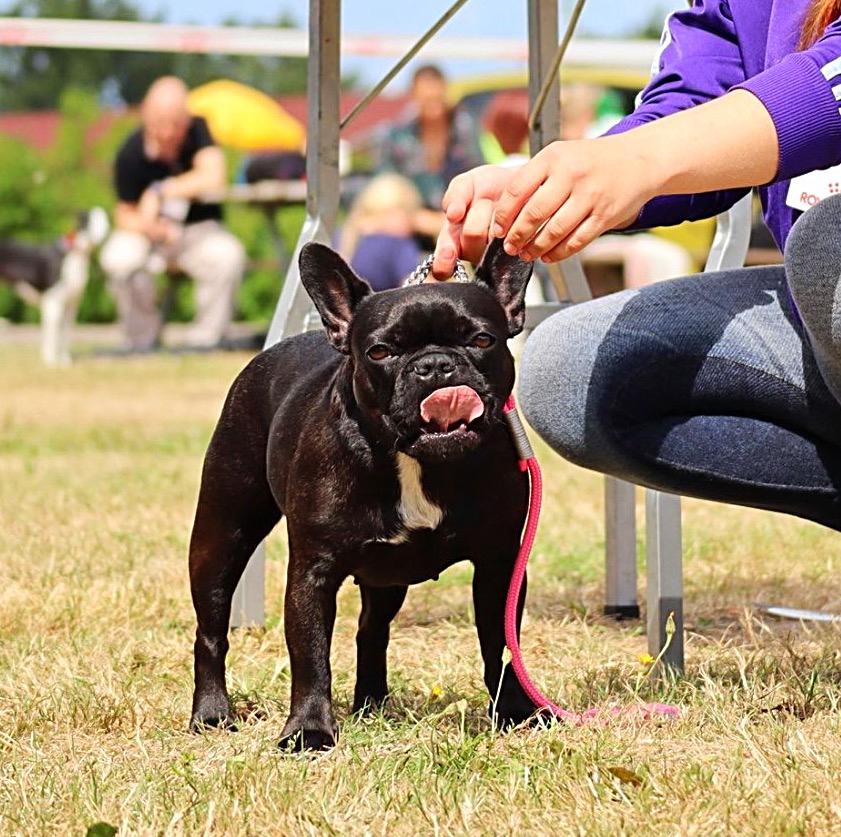 Fransk bulldog Sia billede 18