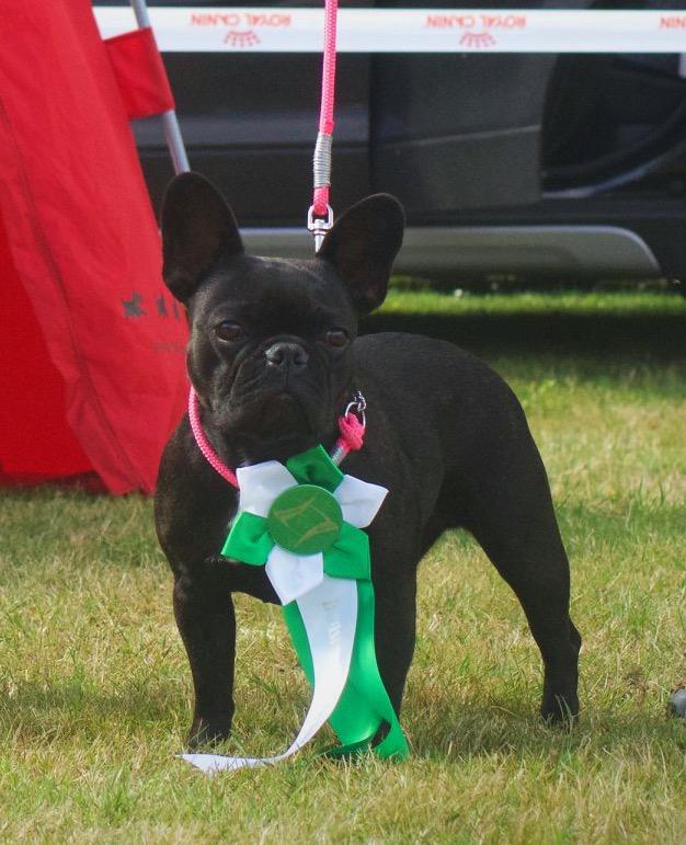 Fransk bulldog Sia billede 19