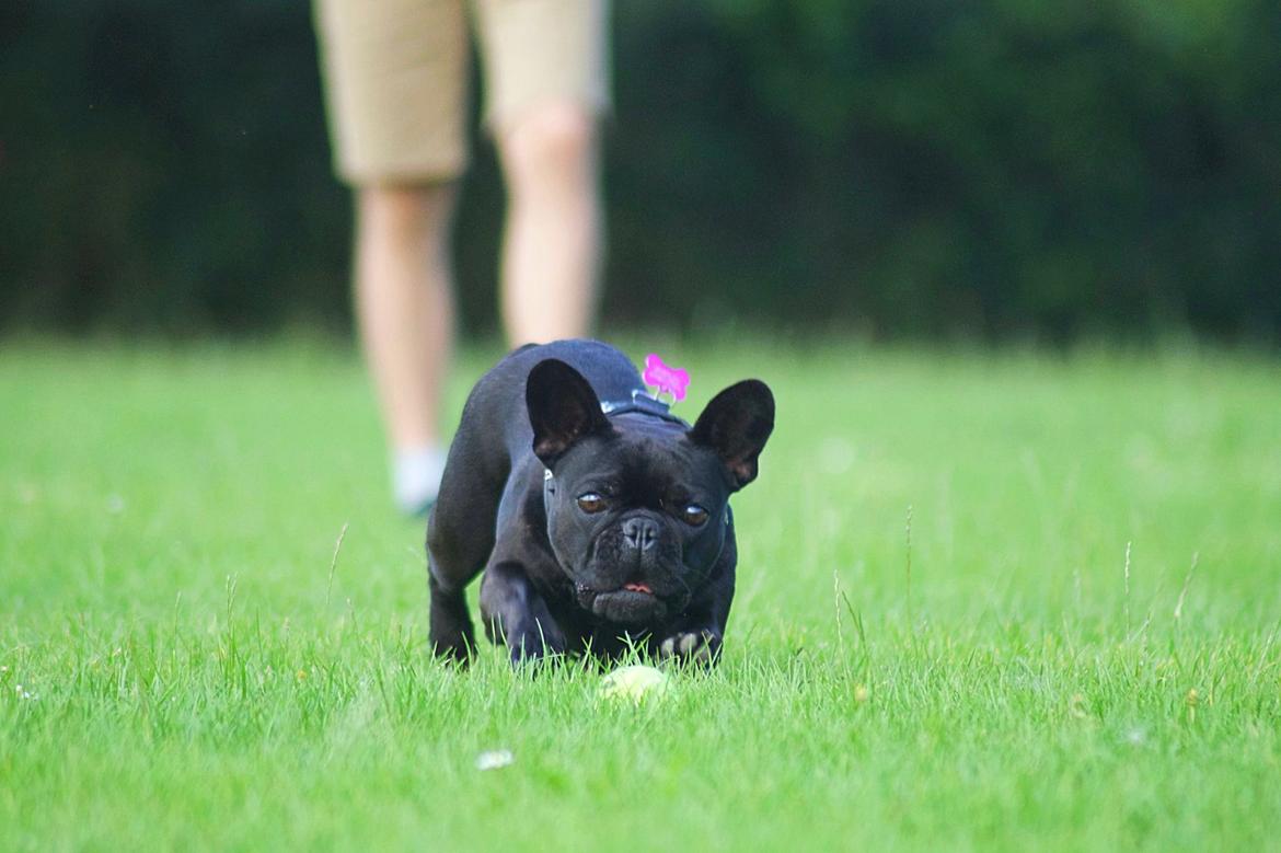 Fransk bulldog Sia billede 21