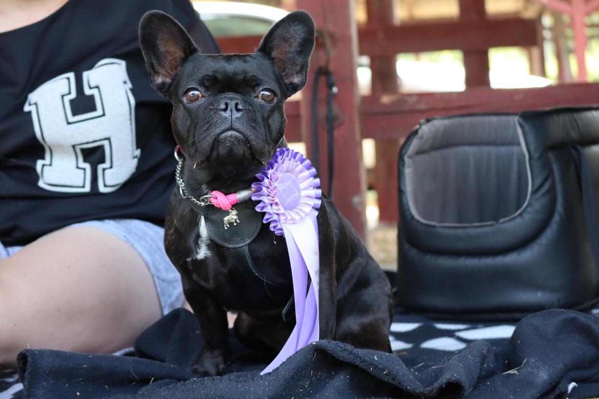 Fransk bulldog Sia billede 22