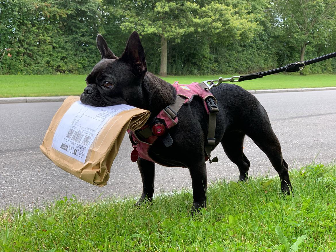 Fransk bulldog Sia billede 12