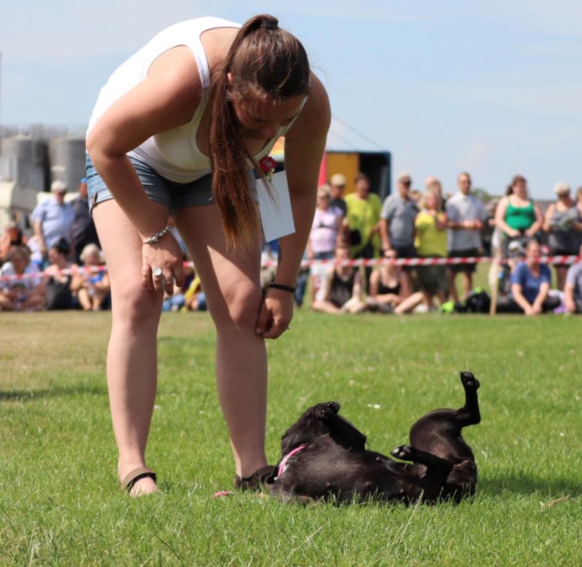 Fransk bulldog Sia billede 23