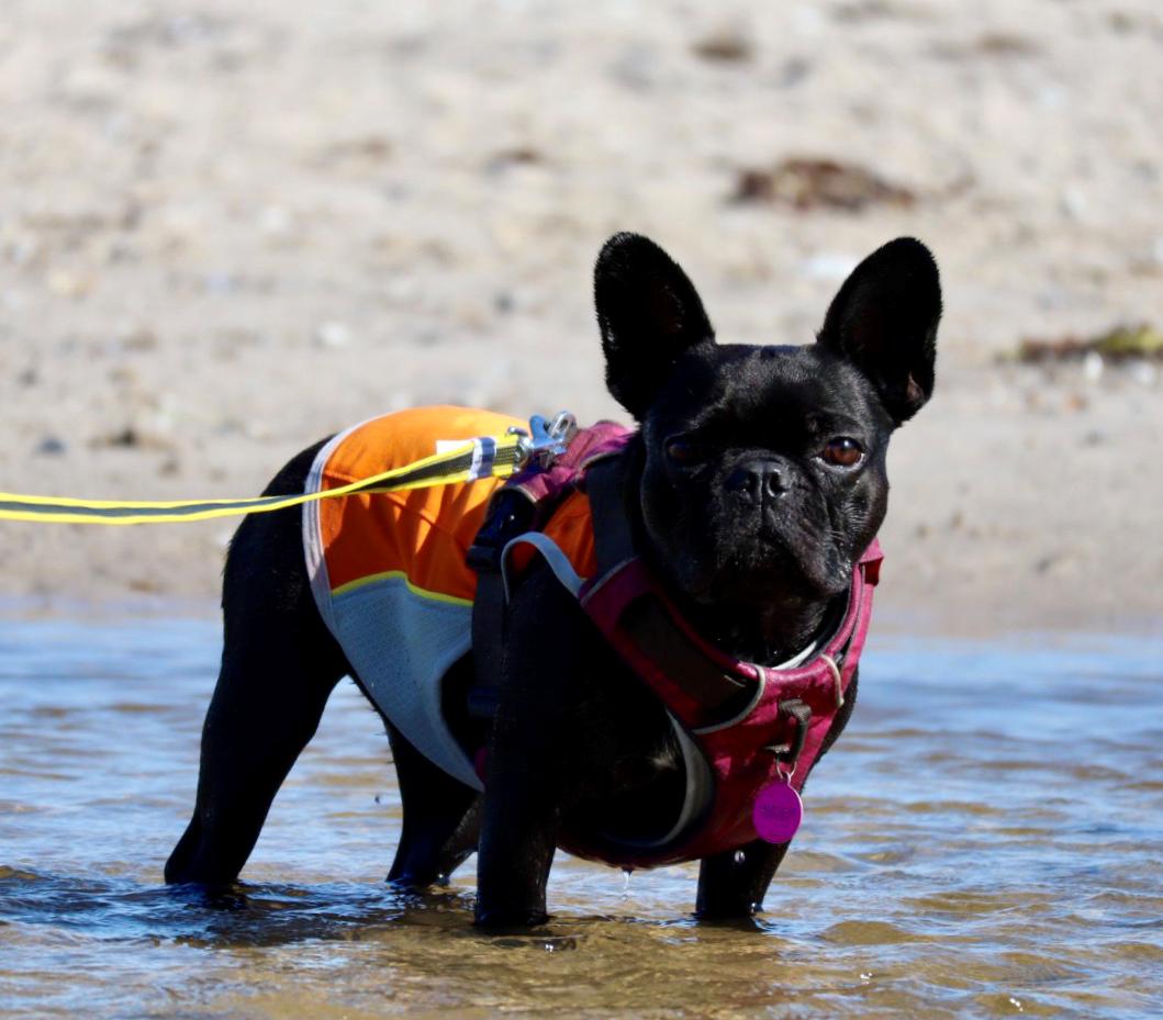 Fransk bulldog Sia billede 24