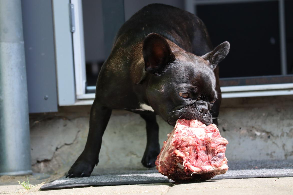 Fransk bulldog Sia billede 26