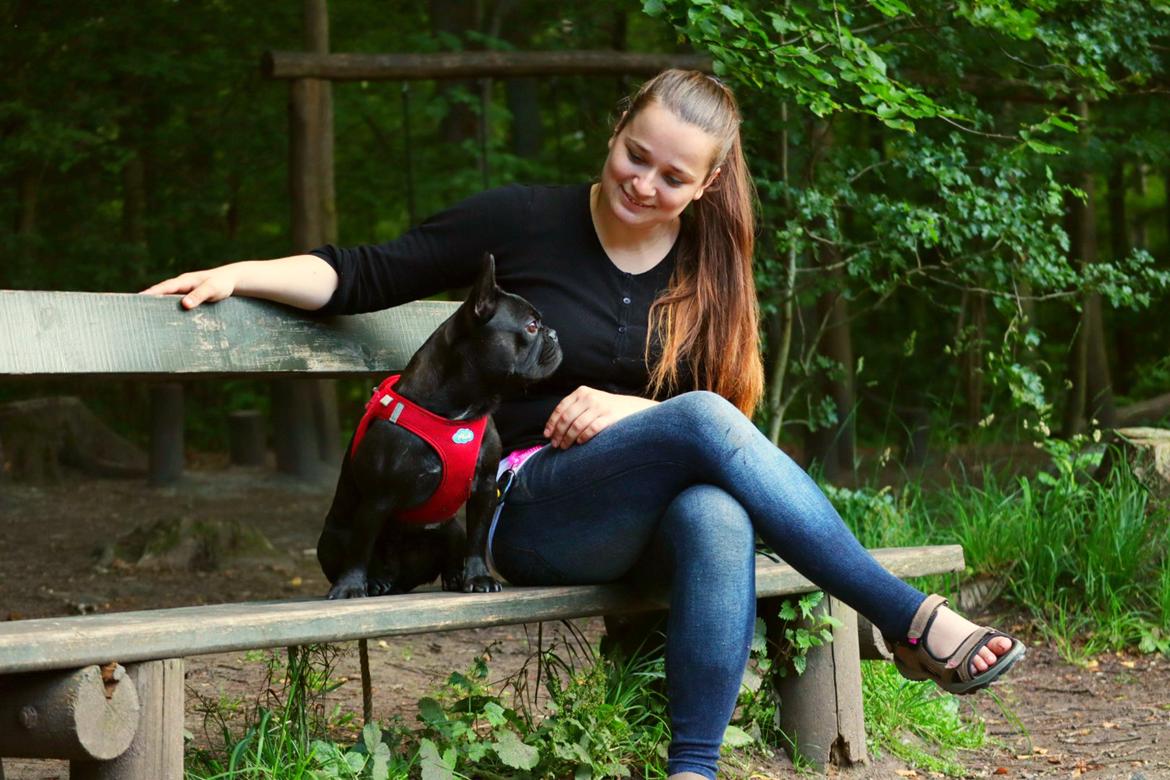 Fransk bulldog Sia billede 27