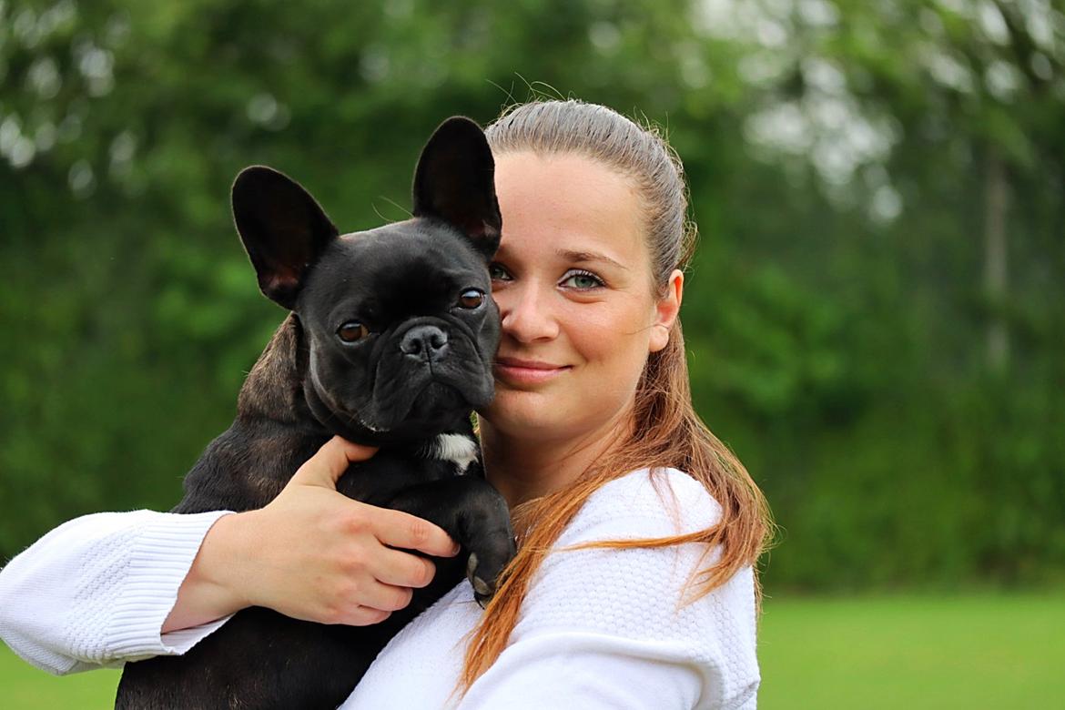 Fransk bulldog Sia billede 28