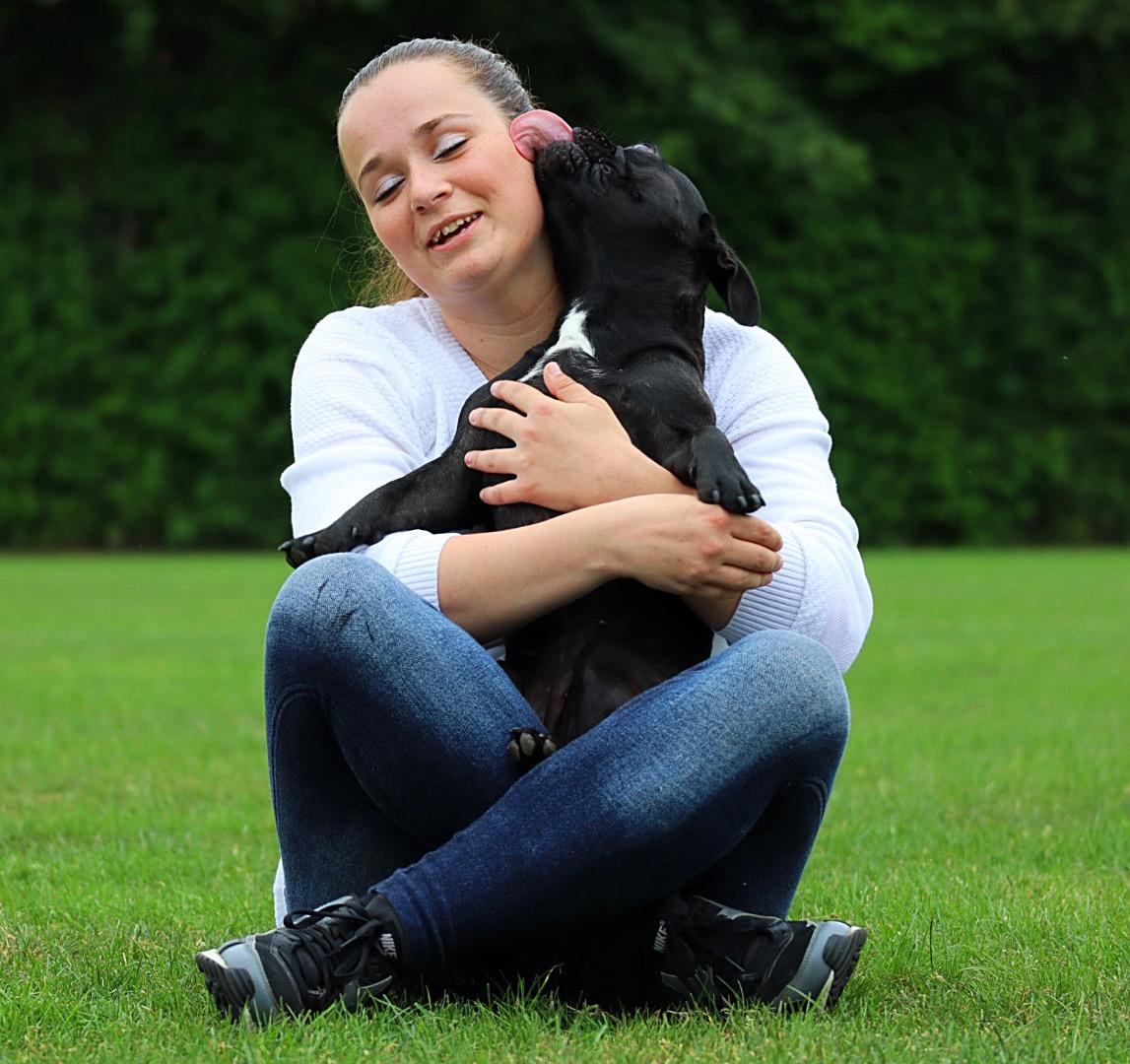 Fransk bulldog Sia billede 29