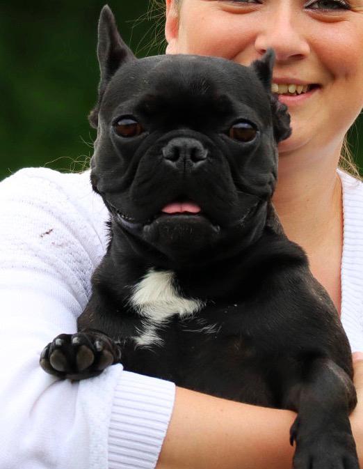 Fransk bulldog Sia billede 30