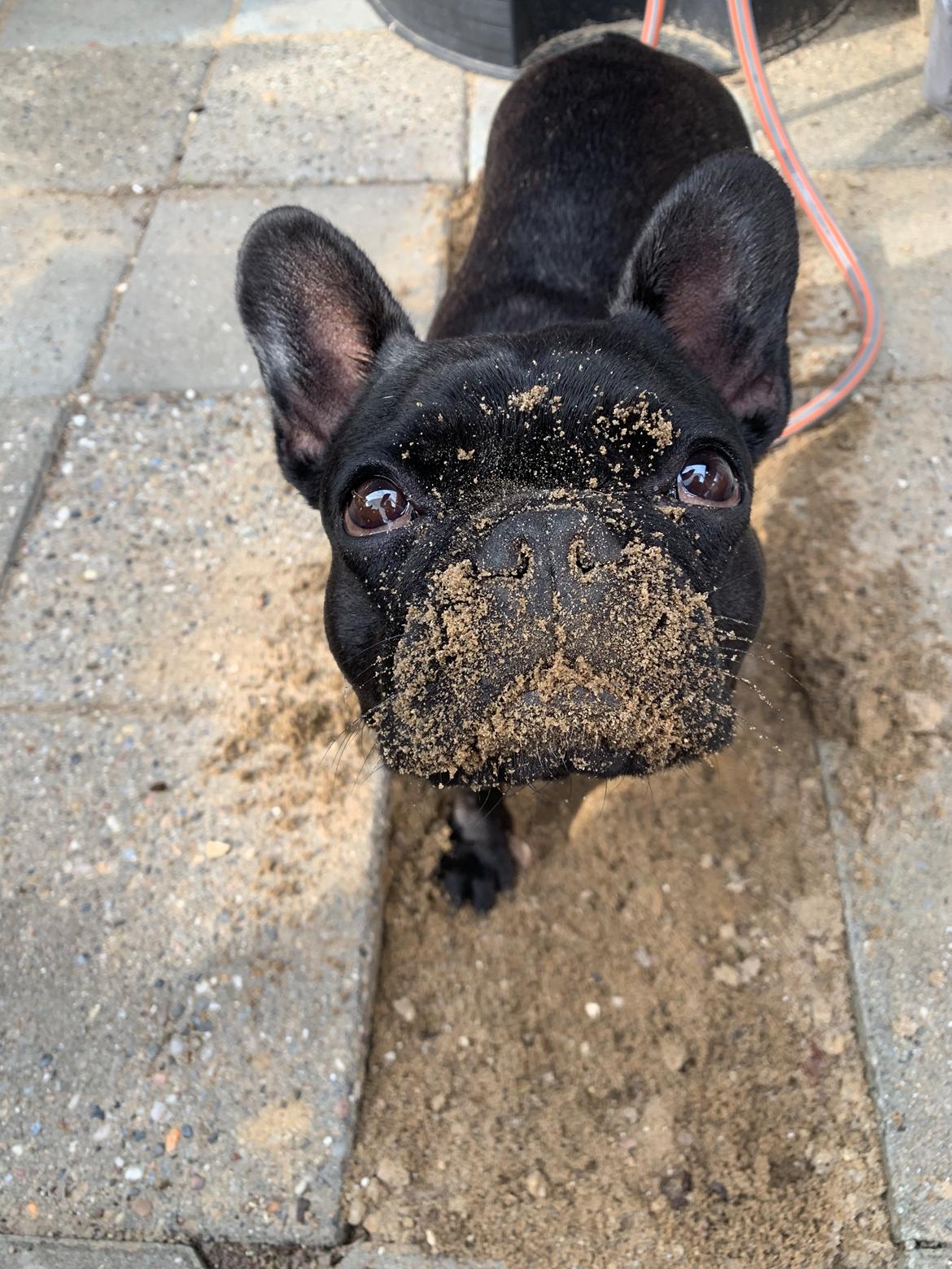 Fransk bulldog Sia billede 25