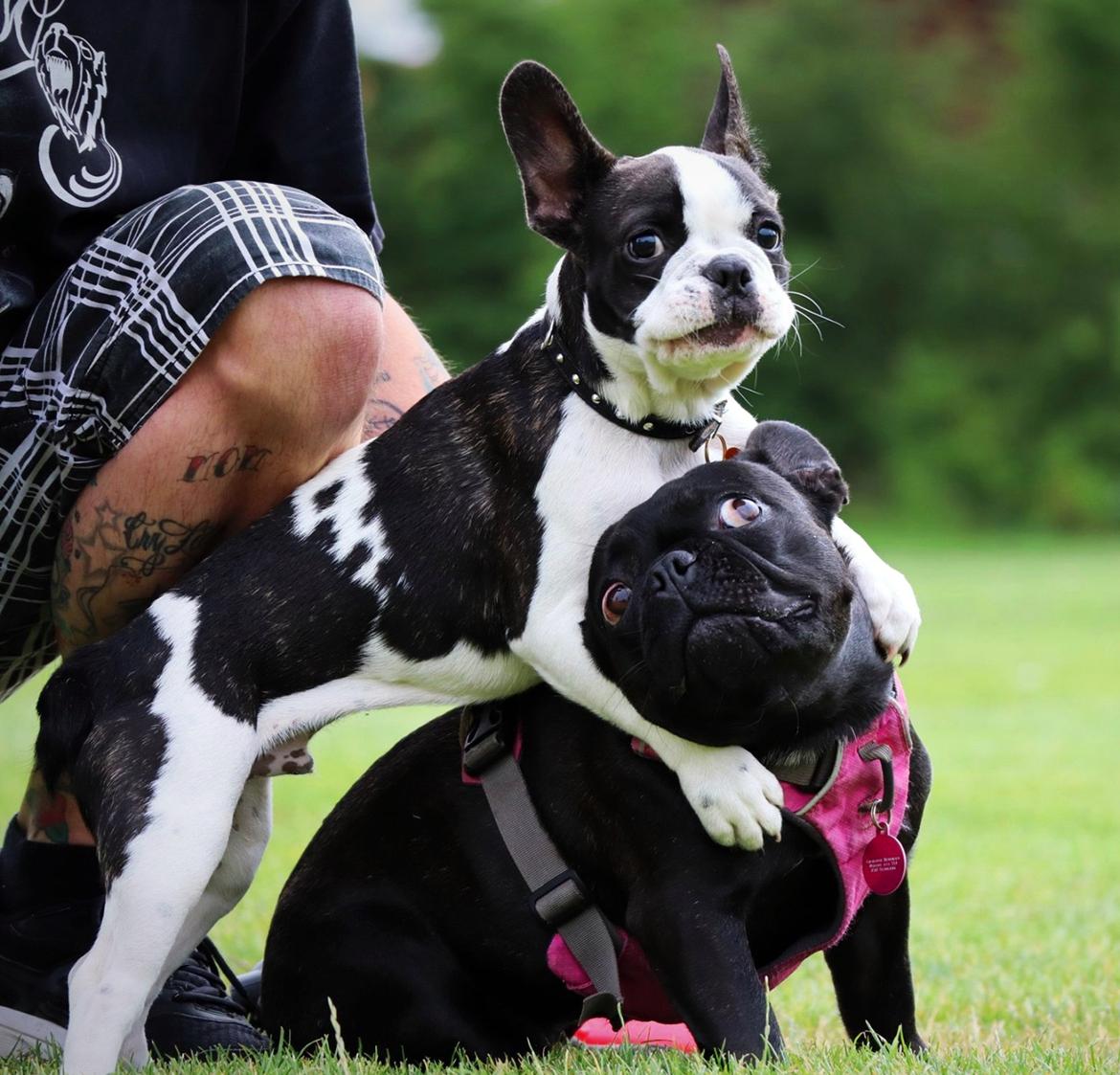 Fransk bulldog Sia billede 31