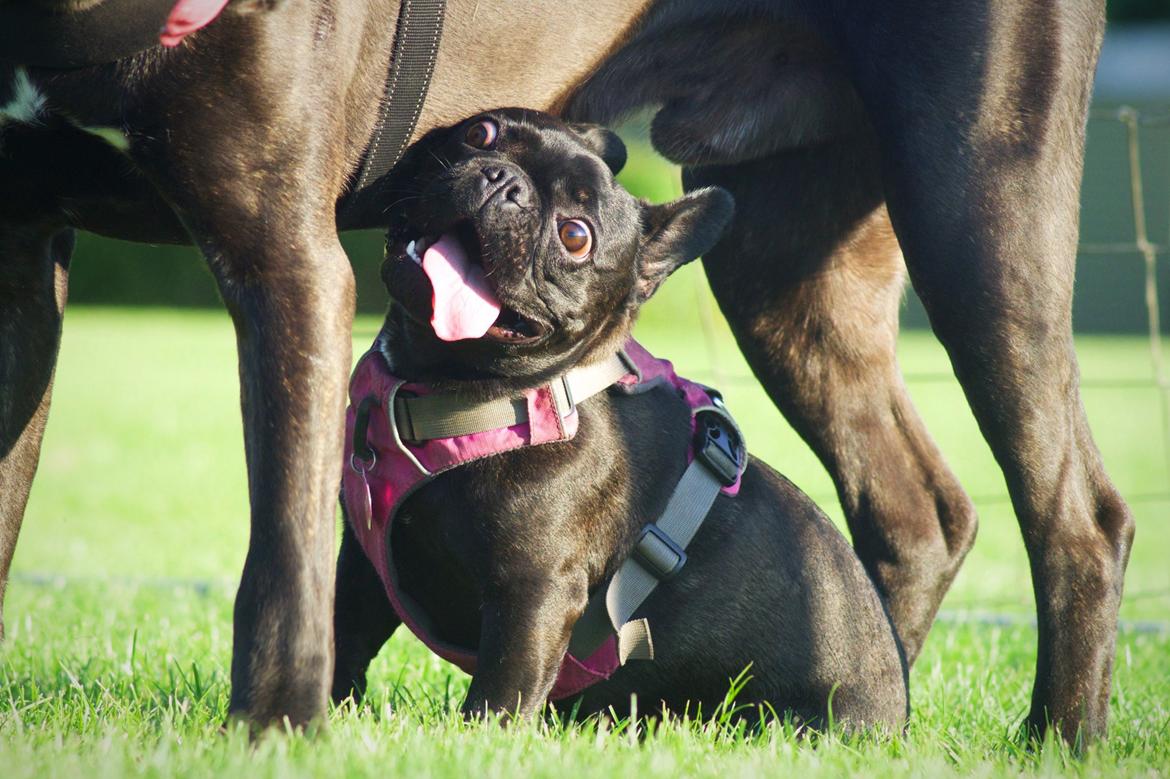 Fransk bulldog Sia billede 32