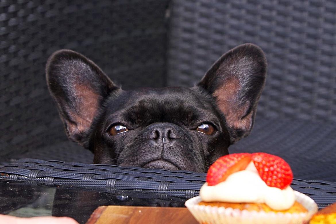 Fransk bulldog Sia billede 34