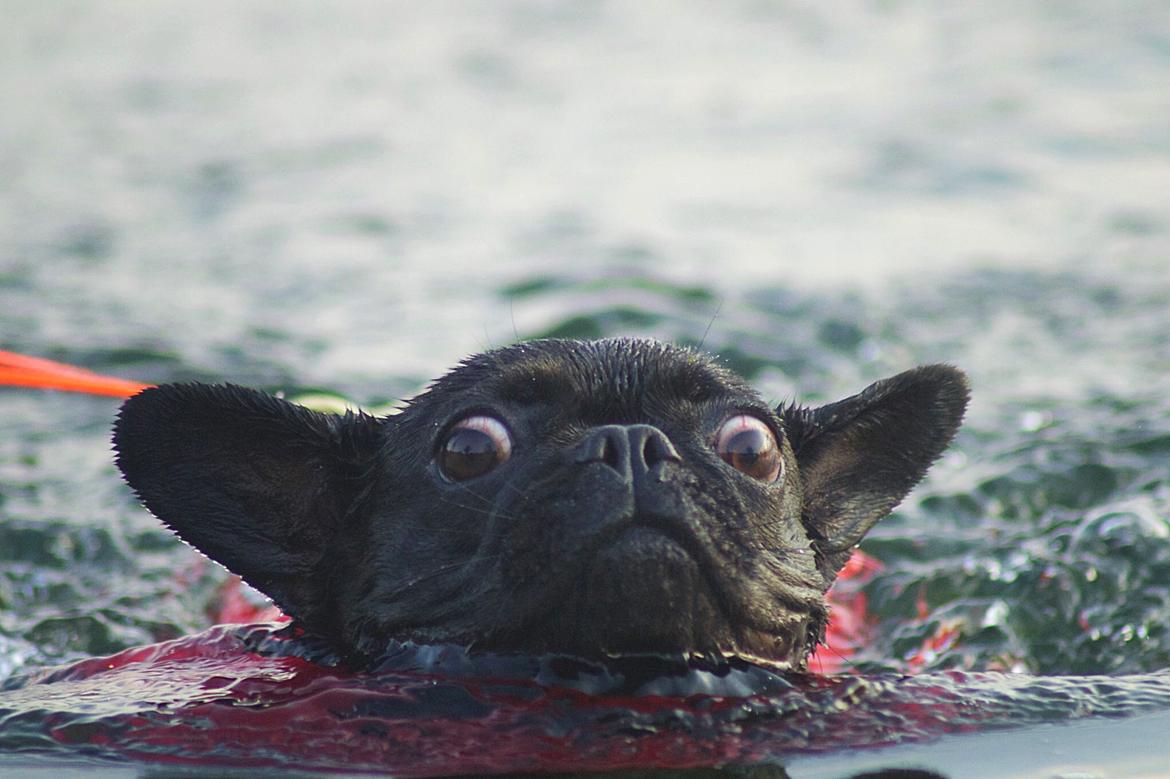 Fransk bulldog Sia billede 35