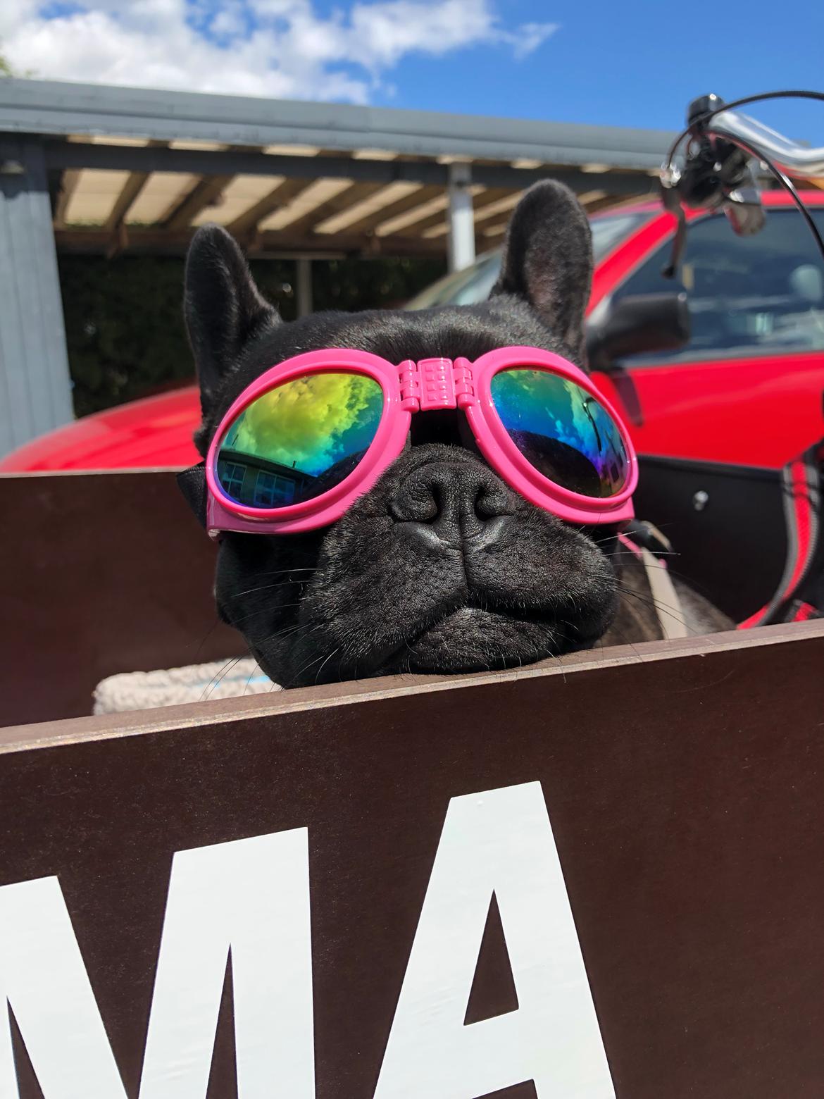 Fransk bulldog Sia billede 33