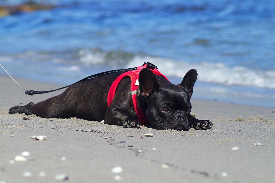 Fransk bulldog Sia billede 36