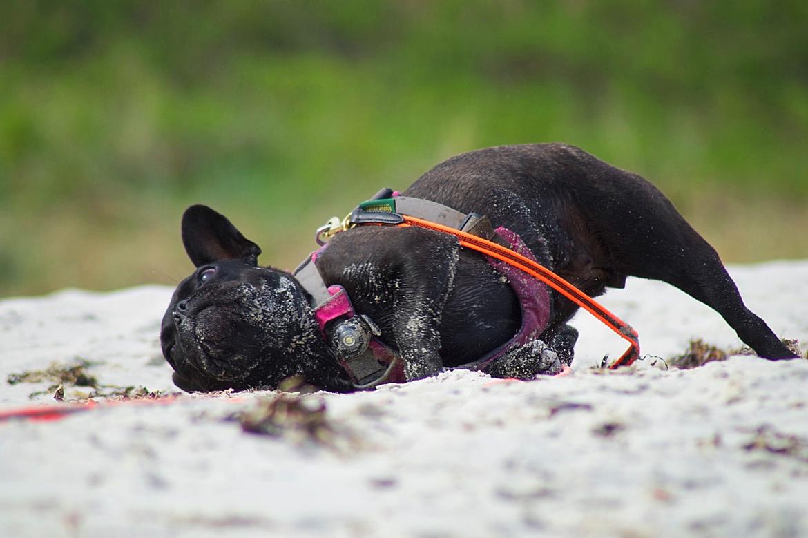 Fransk bulldog Sia billede 37