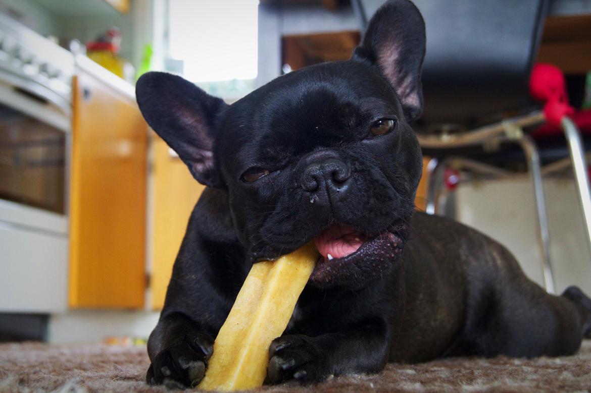 Fransk bulldog Sia billede 39