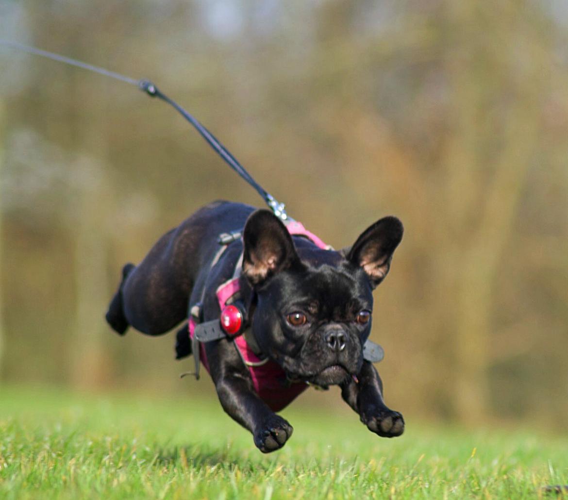 Fransk bulldog Sia billede 40