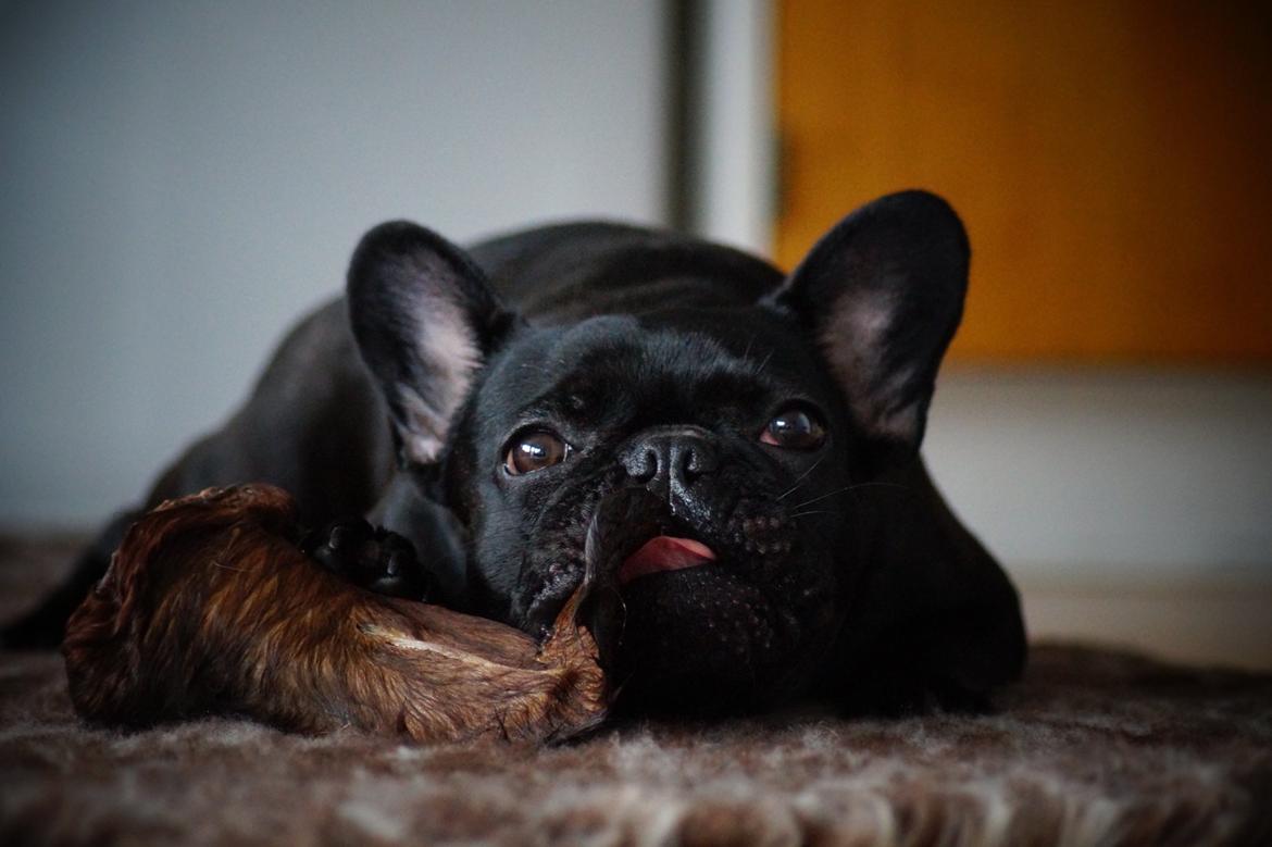 Fransk bulldog Sia billede 41