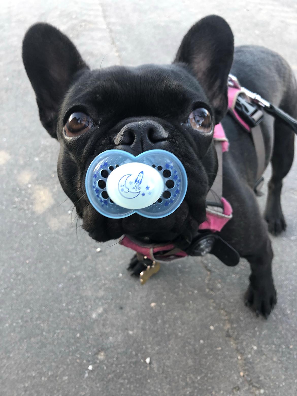 Fransk bulldog Sia billede 38