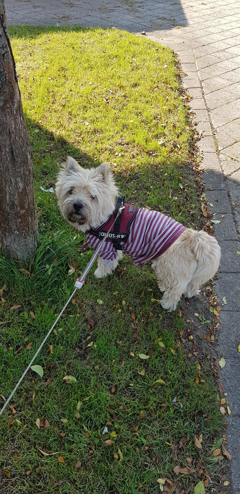 Cairn terrier Albus billede 6