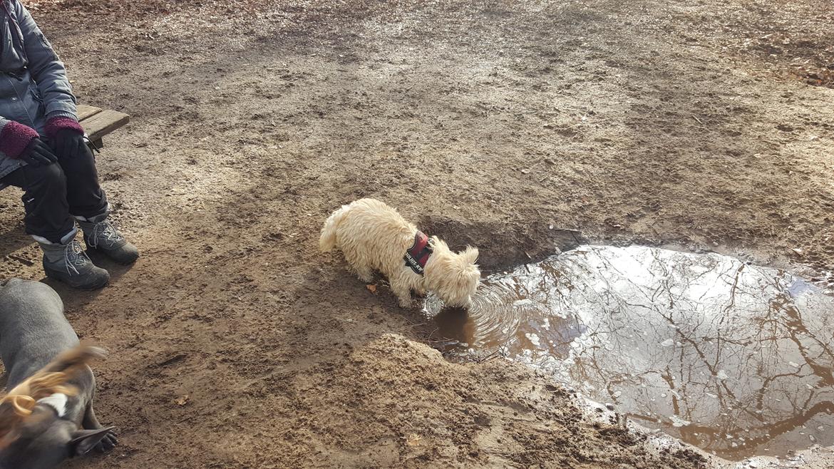 Cairn terrier Albus billede 1