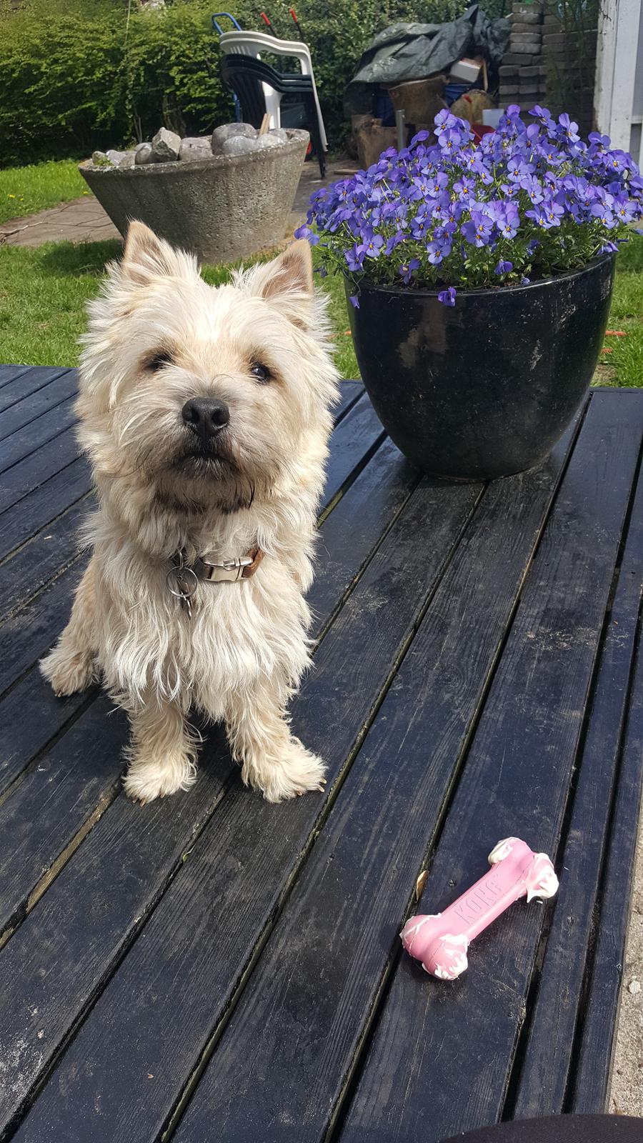 Cairn terrier Albus billede 9