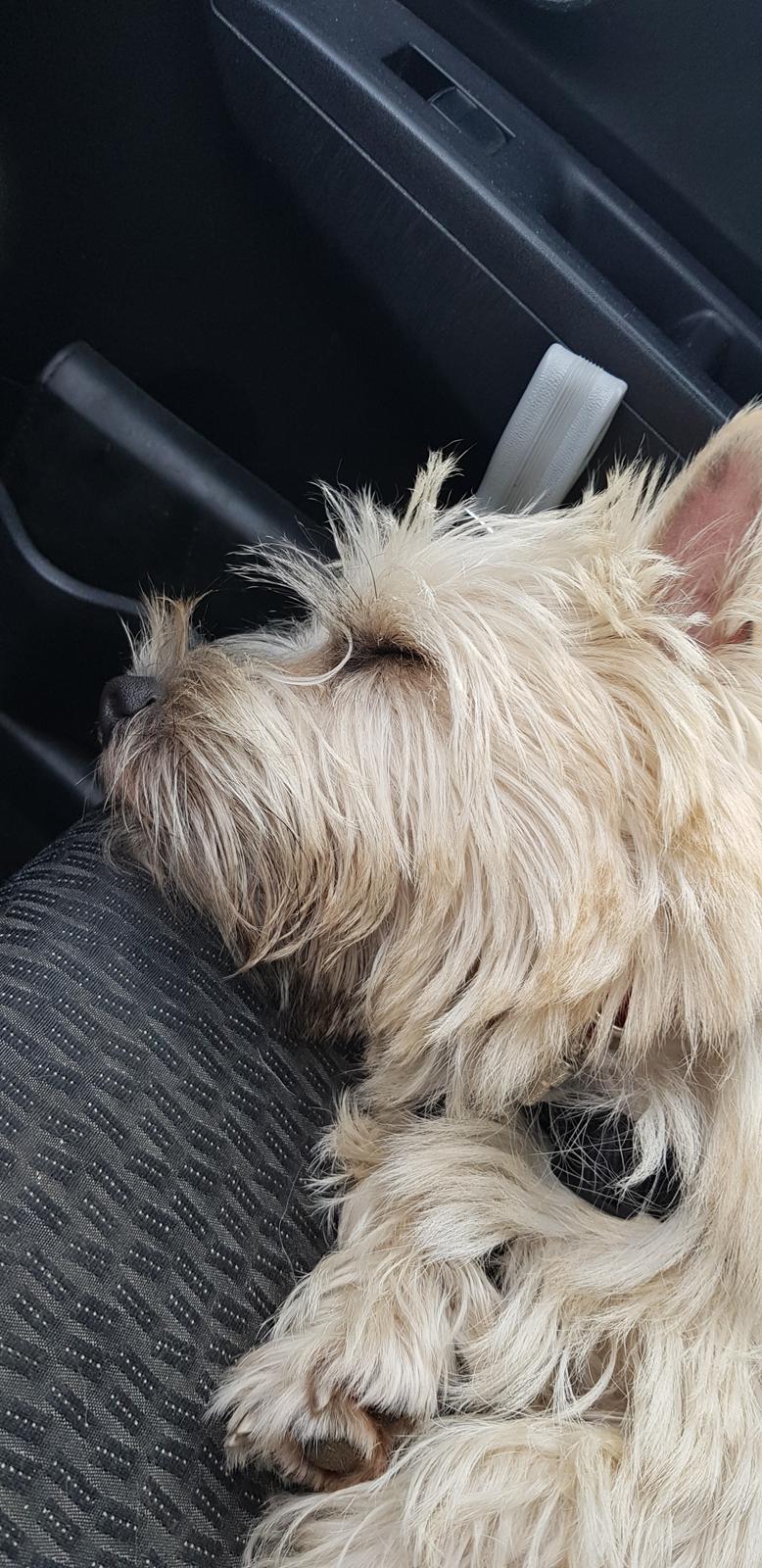 Cairn terrier Albus billede 14