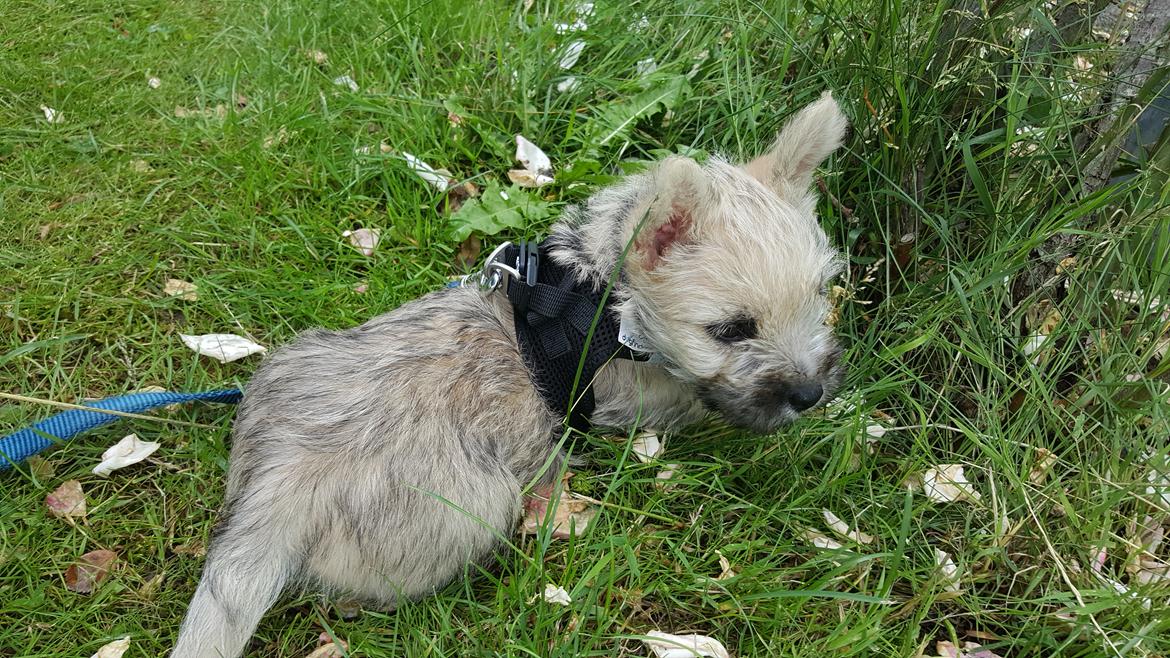 Cairn terrier Albus billede 15