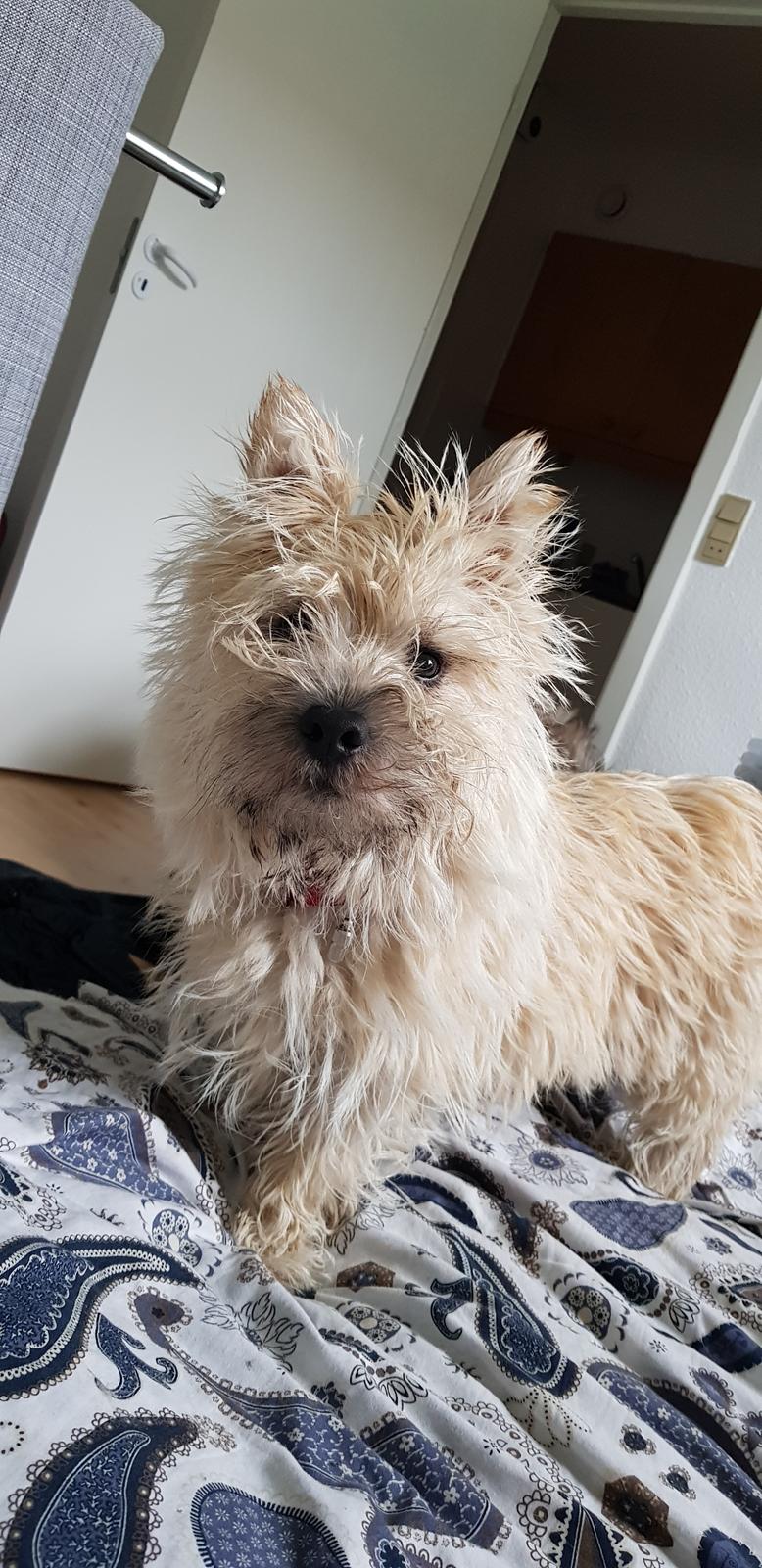 Cairn terrier Albus billede 18