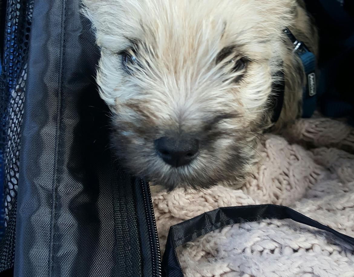 Cairn terrier Albus billede 17