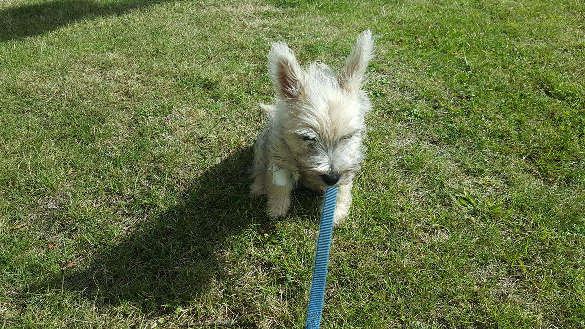 Cairn terrier Albus billede 25