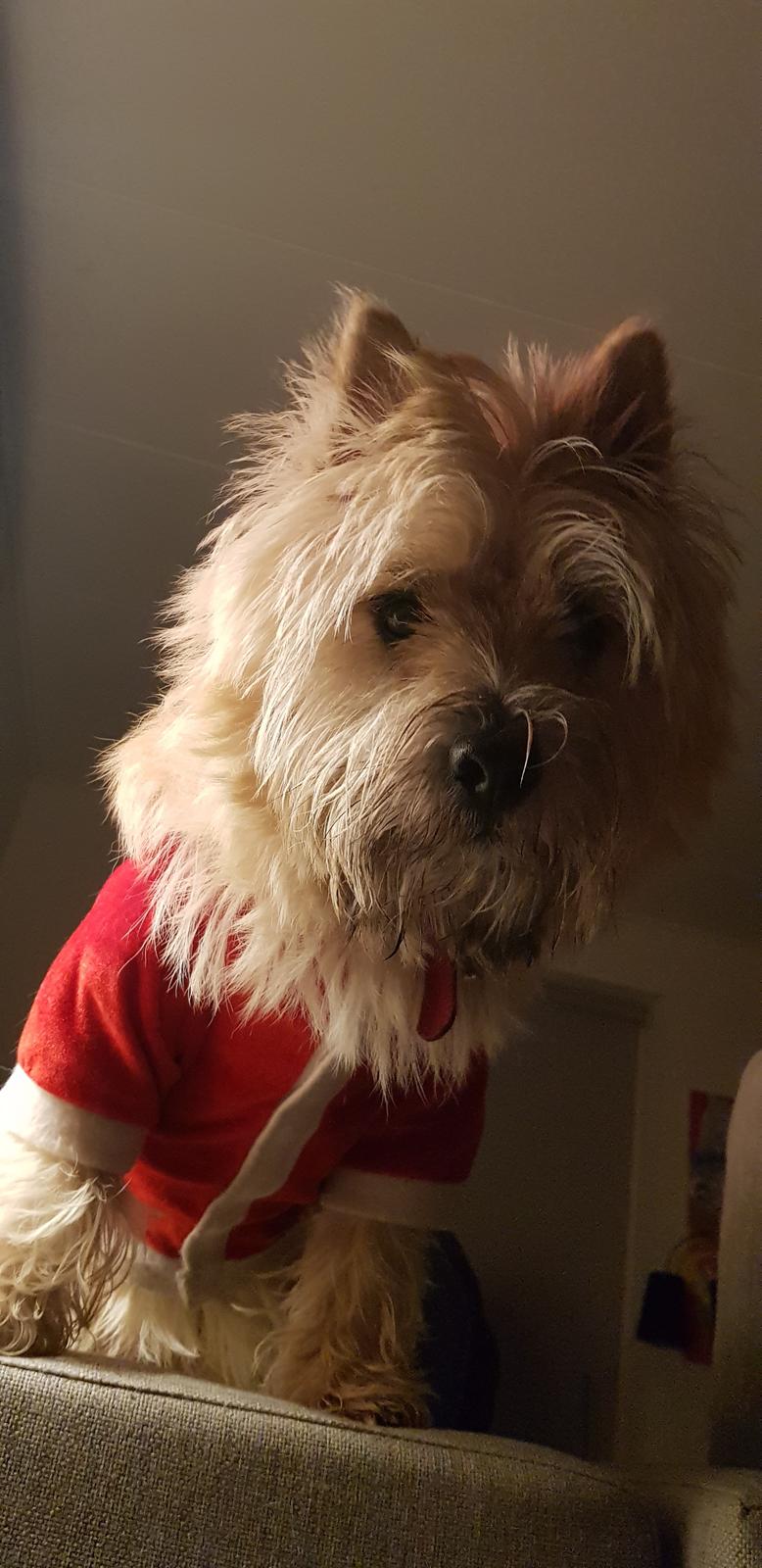 Cairn terrier Albus billede 31