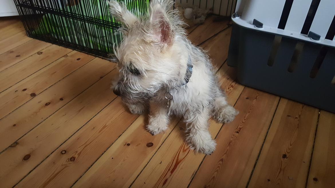 Cairn terrier Albus billede 39