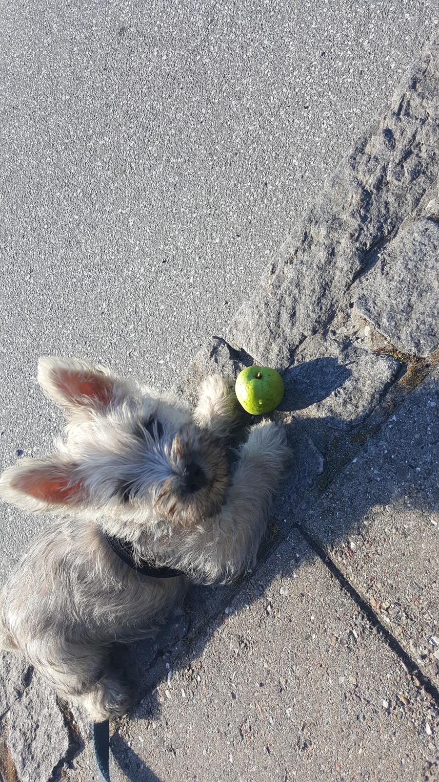 Cairn terrier Albus billede 44