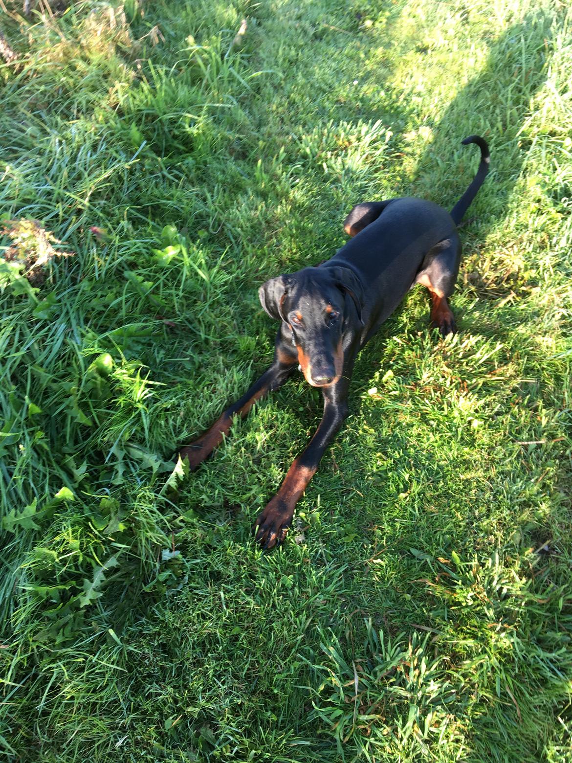Dobermann Kenobi billede 16