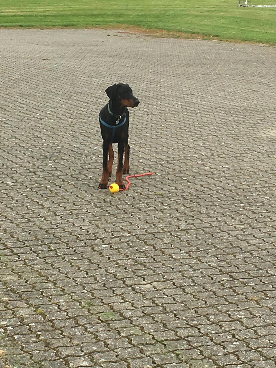 Dobermann Kenobi billede 18