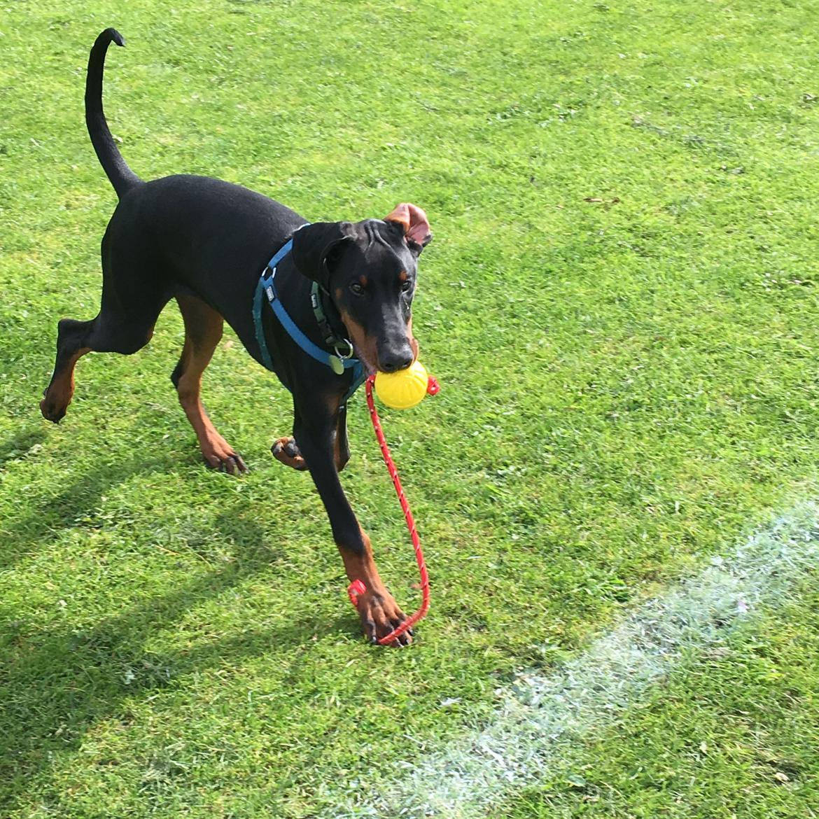 Dobermann Kenobi billede 19