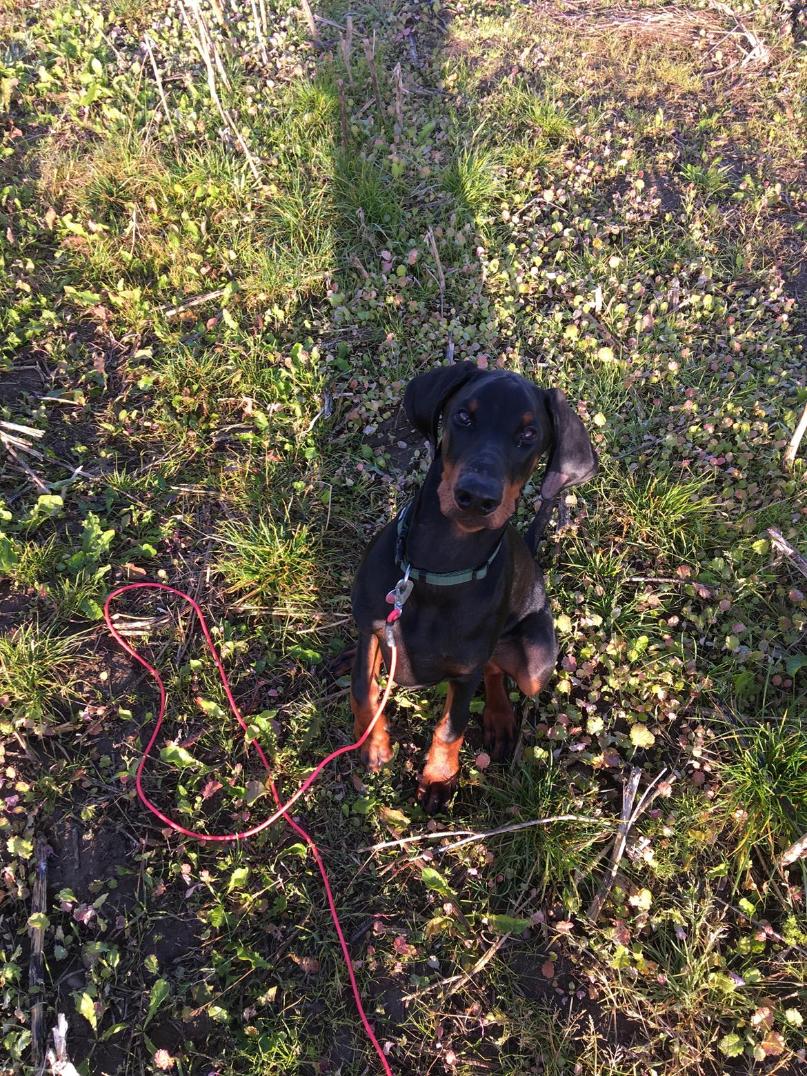 Dobermann Kenobi billede 17