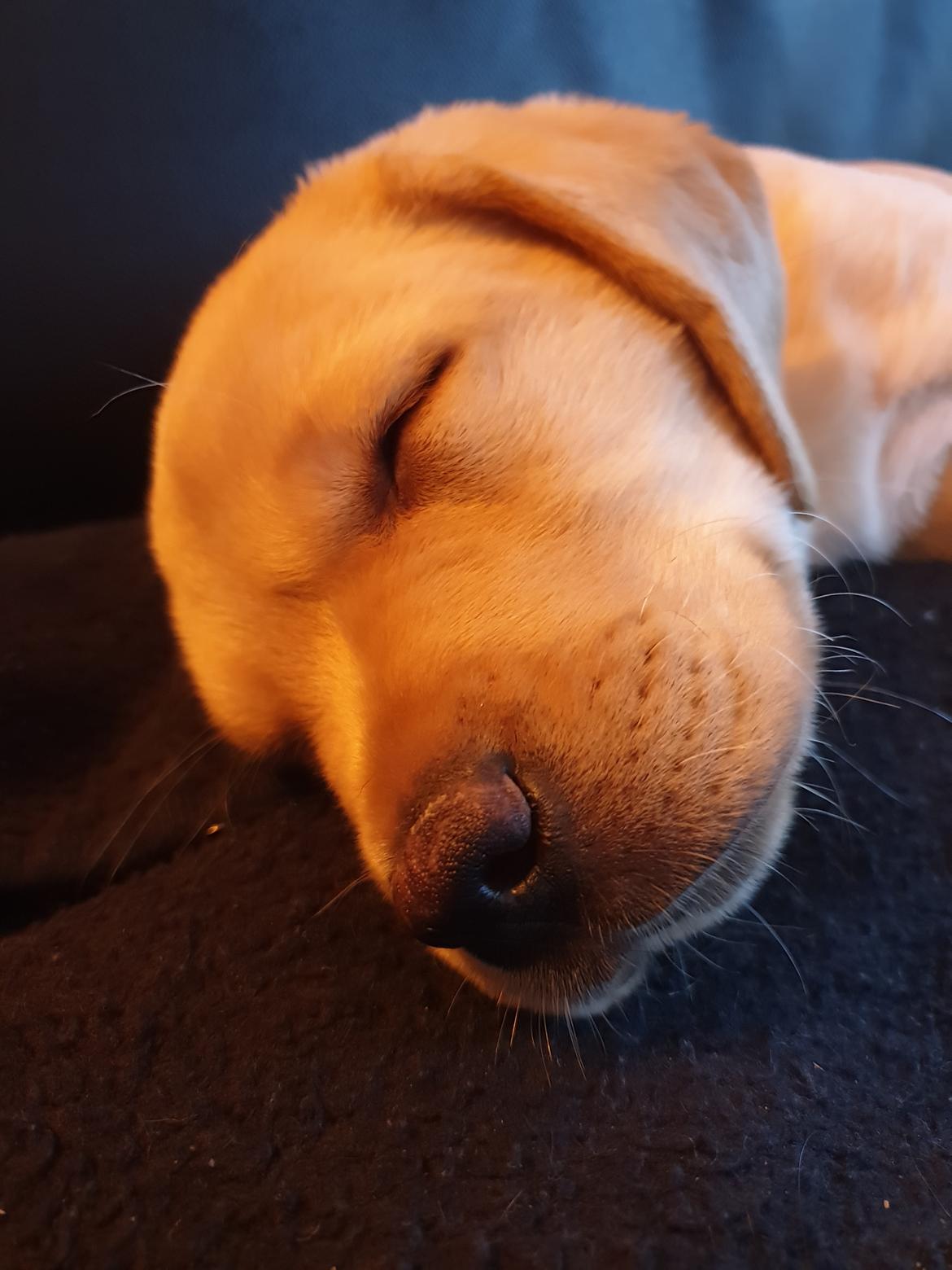 Labrador retriever Tonic billede 1