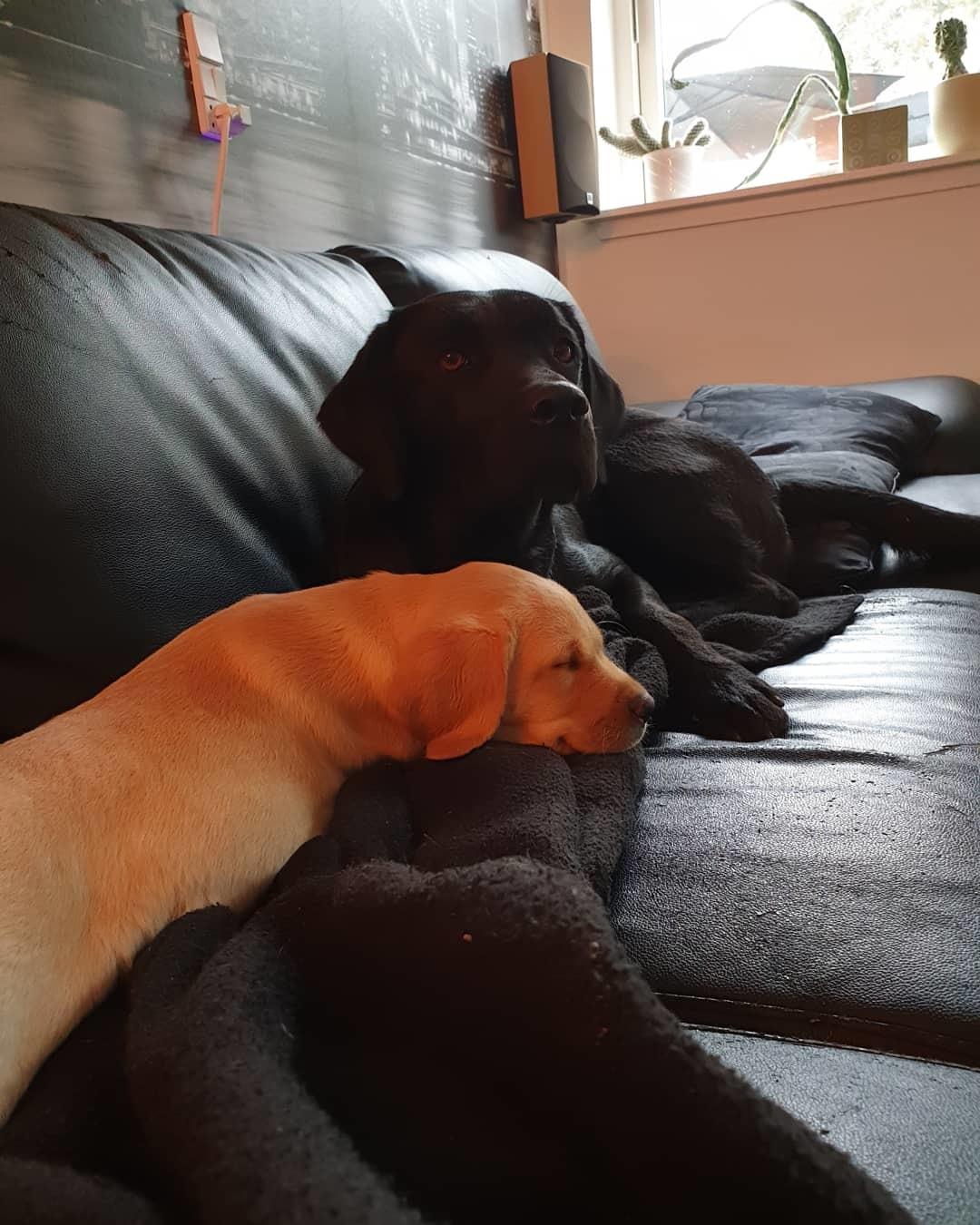 Labrador retriever Tonic billede 2