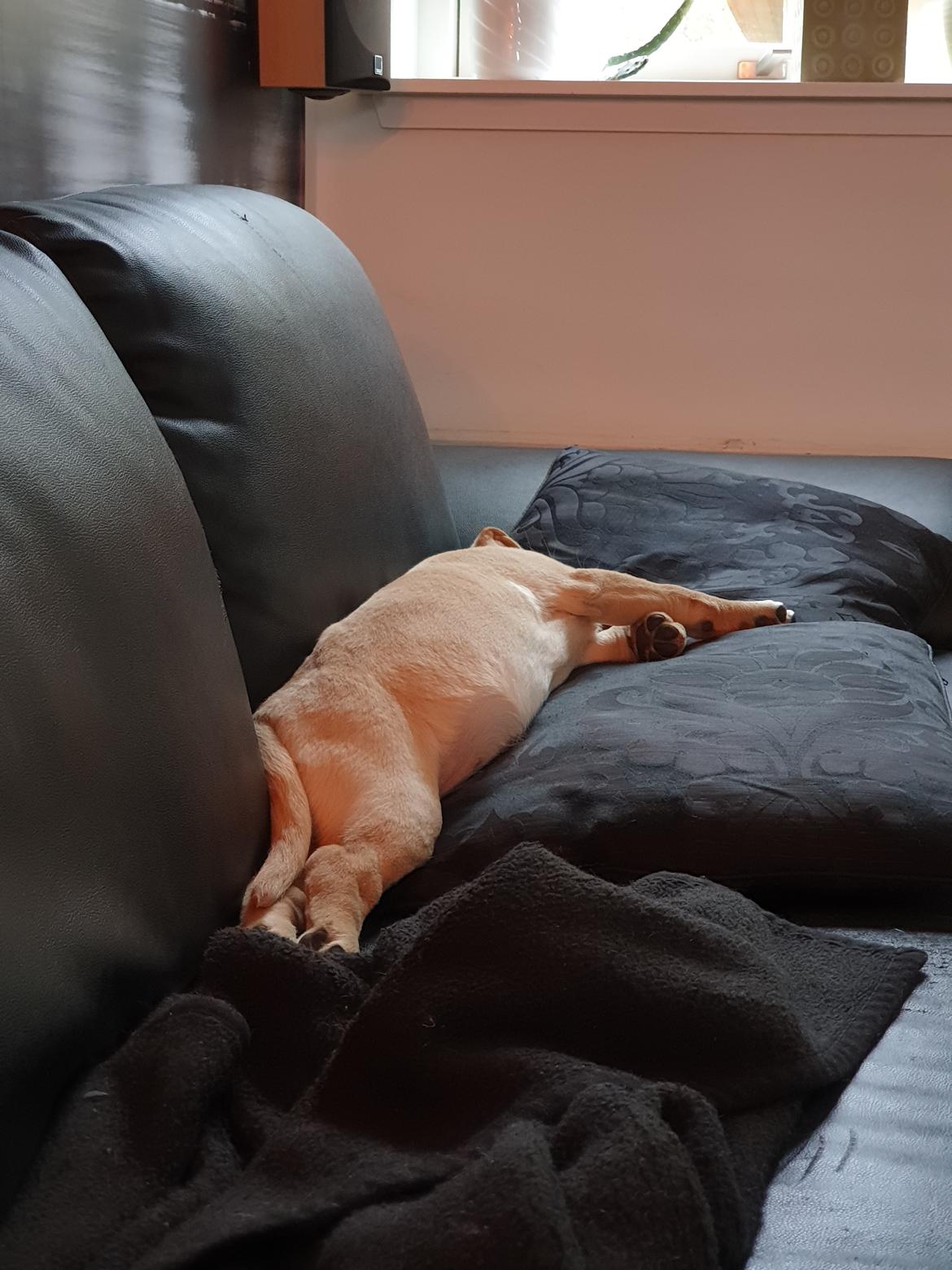 Labrador retriever Tonic billede 3