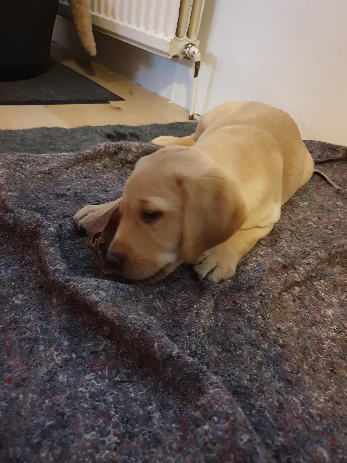 Labrador retriever Tonic billede 4